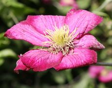 Clematis-012.jpg